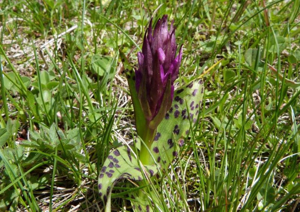 Dactylorhiza cfr. majalis